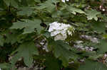 Oakleaf hydrangea